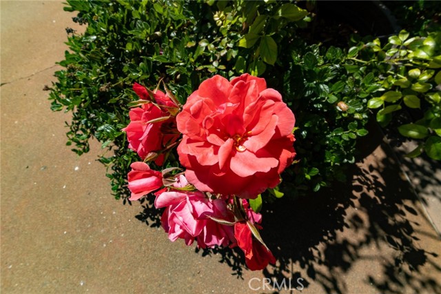 MLS #PI25146117 image #76