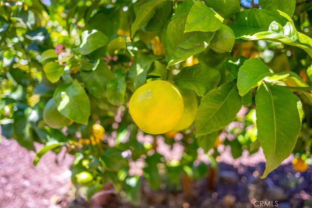 MLS #PI25178693 image #35