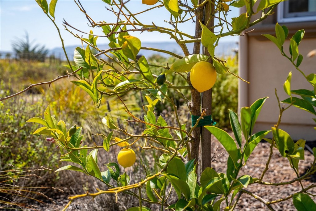 MLS #PI25190443 image #47