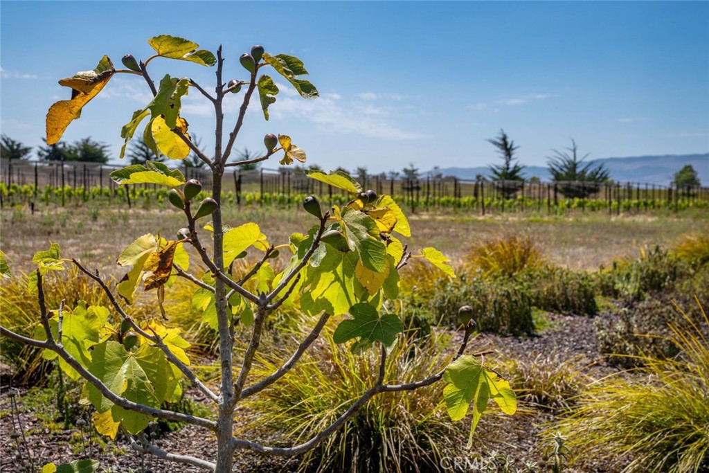 MLS #PI25190443 image #54