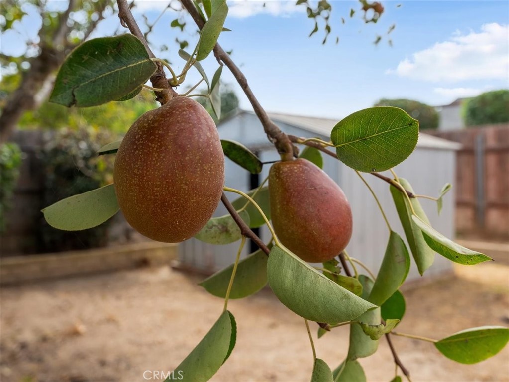 MLS #PI25195438 image #35