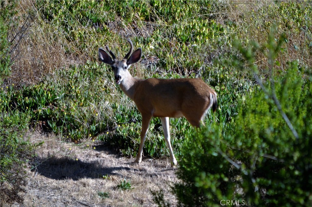 MLS #PI26006486 image #47