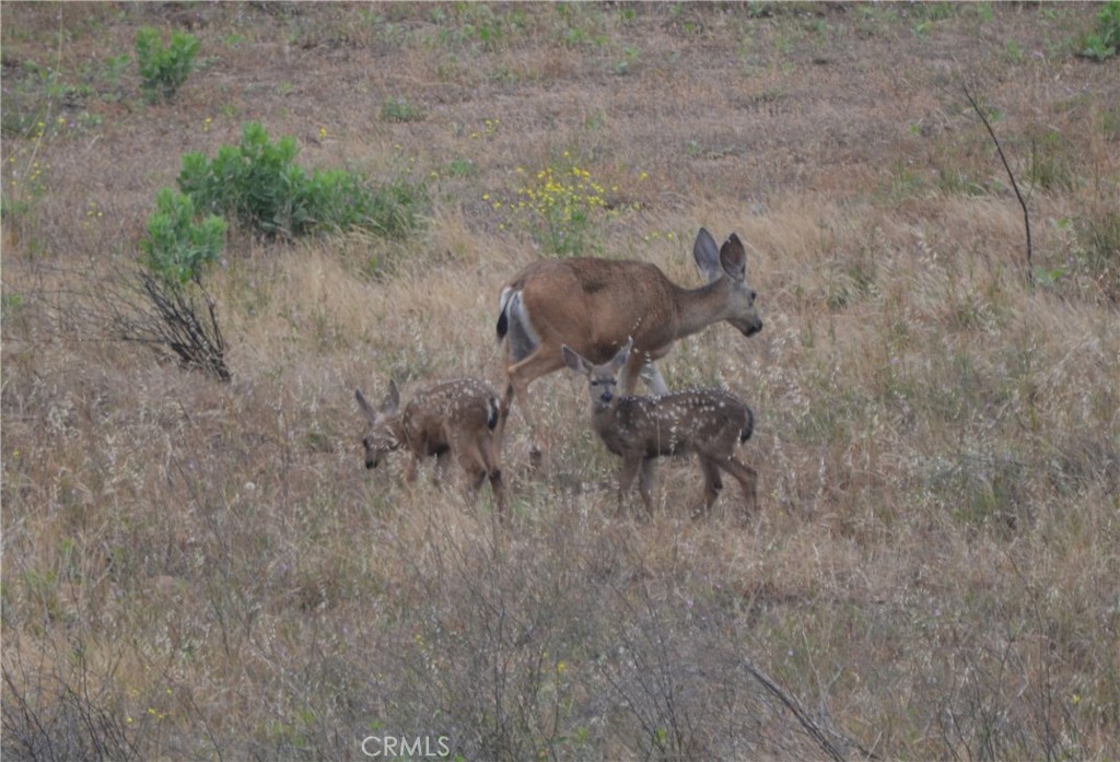 MLS #PI26006486 image #48