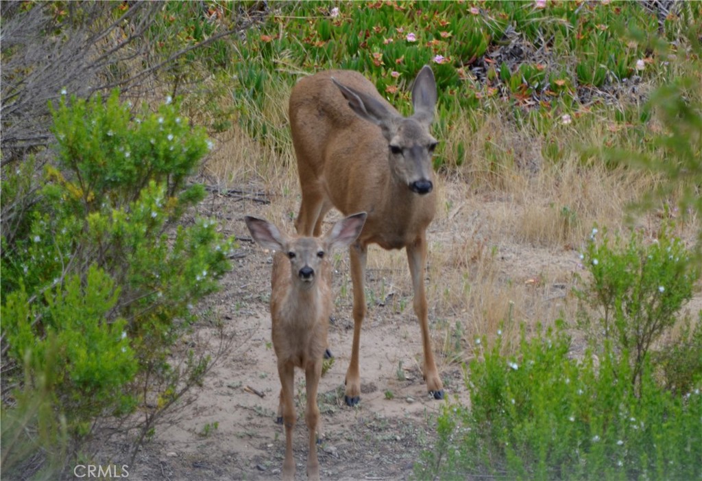 MLS #PI26006486 image #49