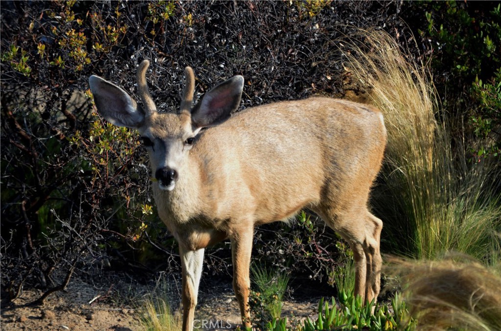 MLS #PI26006486 image #50