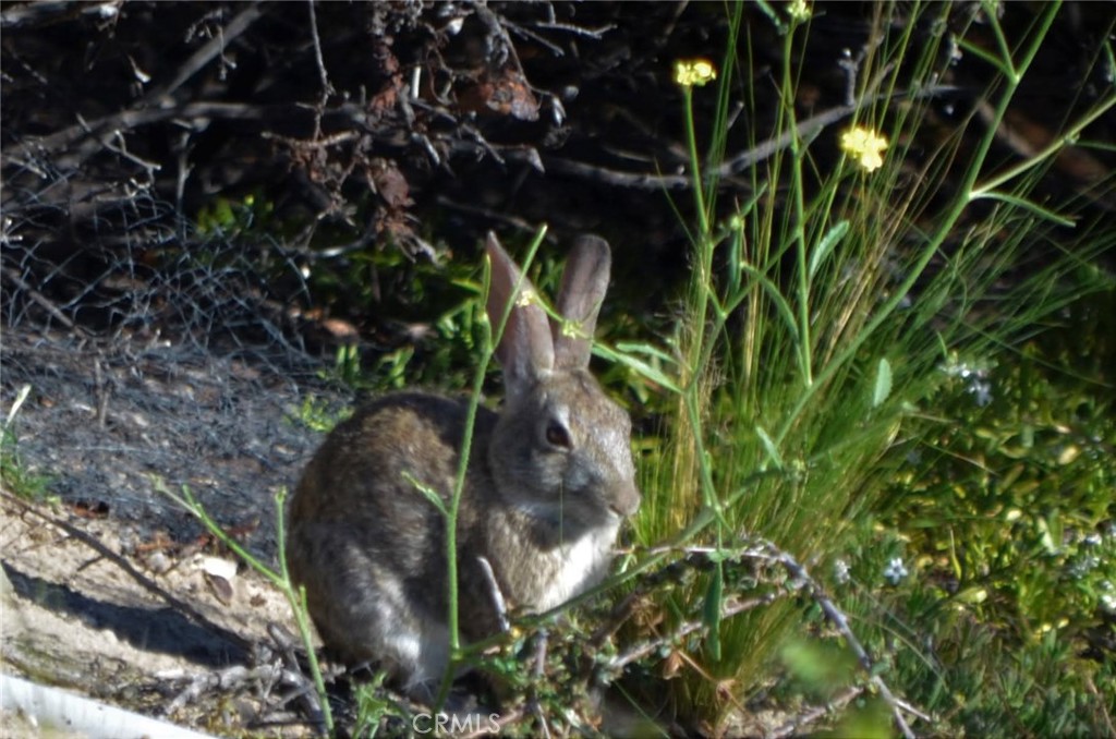 MLS #PI26006486 image #51