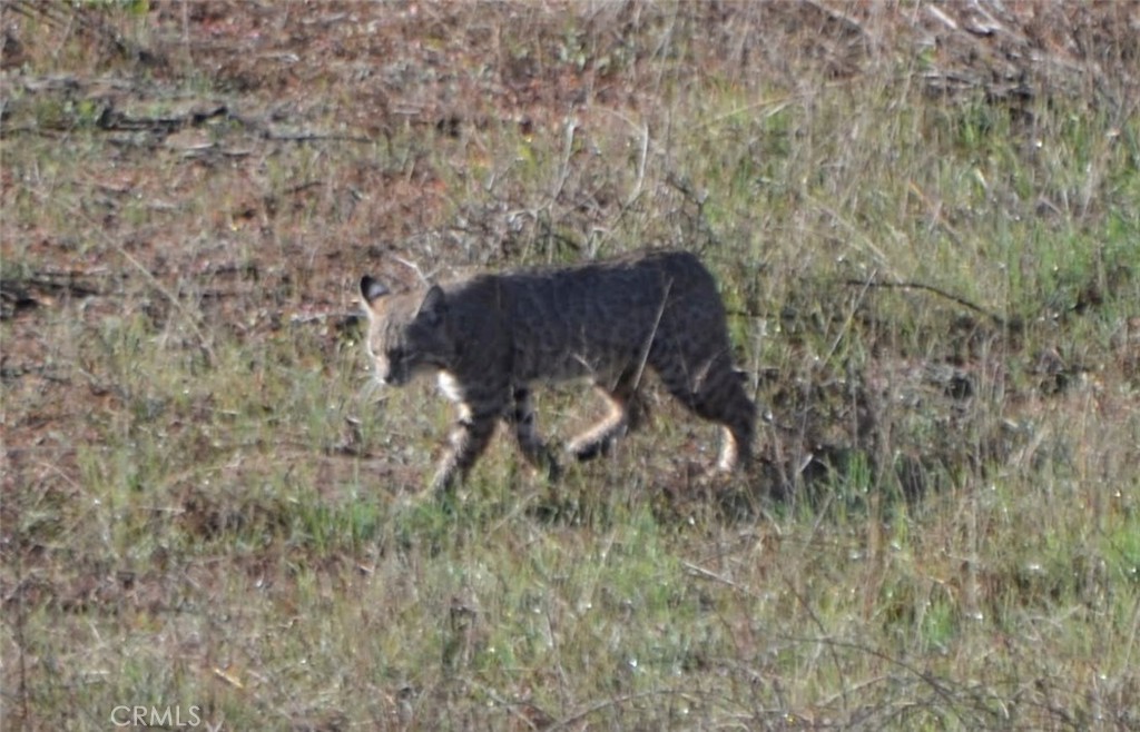 MLS #PI26006486 image #52