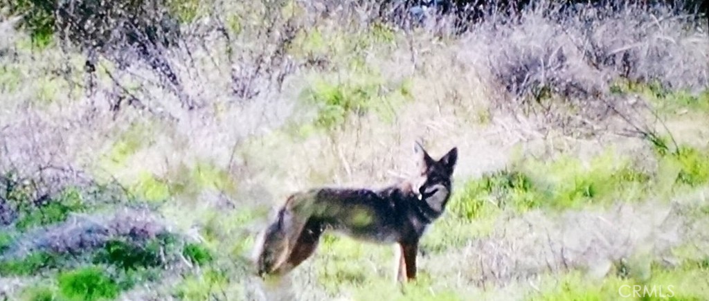 MLS #PI26006486 image #53