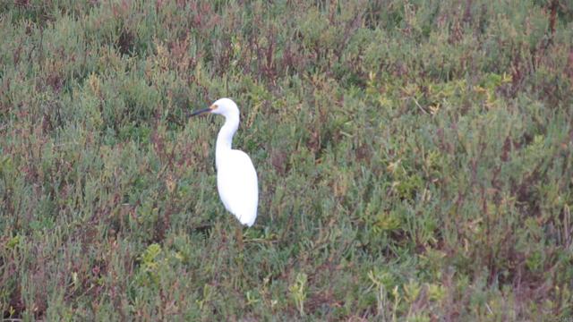 MLS #PTP2500457 image #11