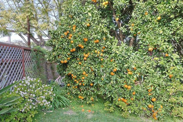 MLS #PTP2500747 image #58