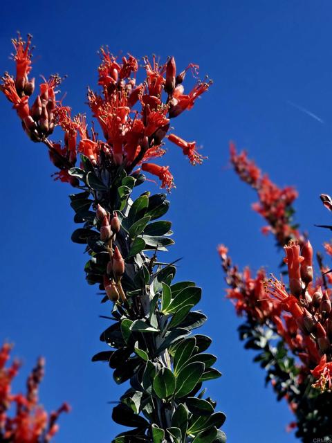 MLS #PTP2502587 image #15