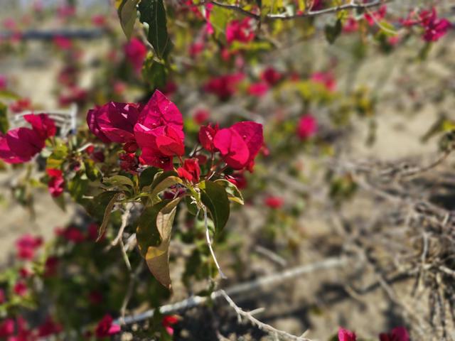 MLS #PTP2502587 image #16