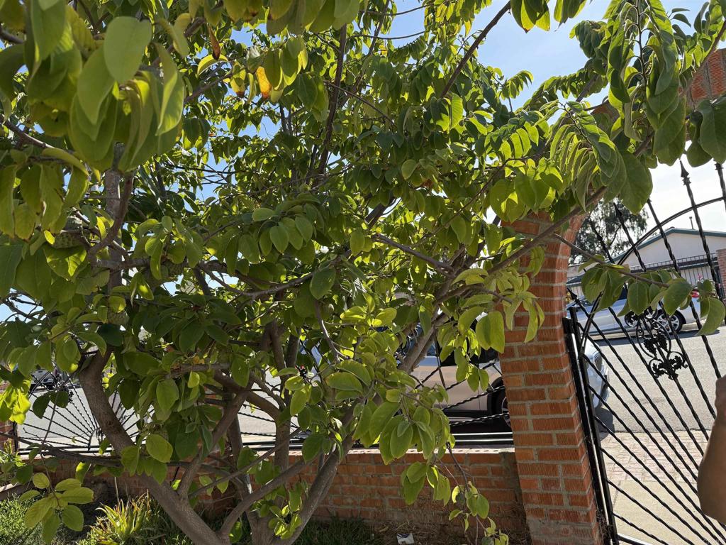 MLS #PTP2507038 image #0