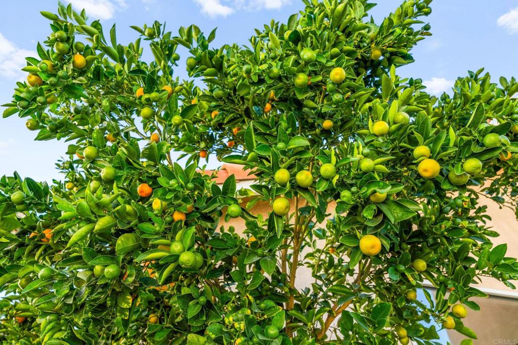 MLS #PTP2508273 image #65