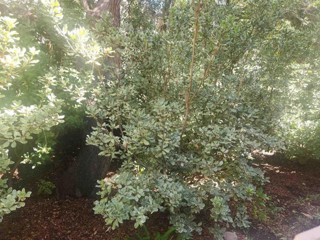 MLS #PTP2508304 image #23