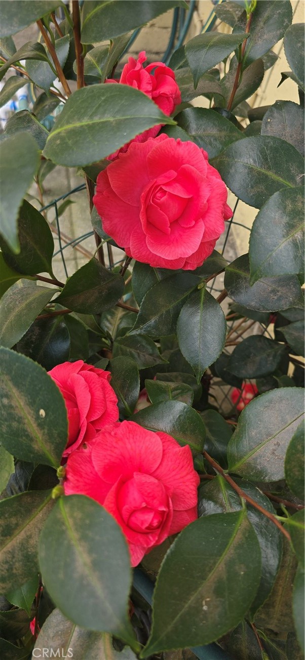 MLS #PW25081747 image #44