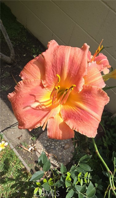 MLS #PW25081747 image #46