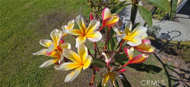 MLS #PW25081747 image #47