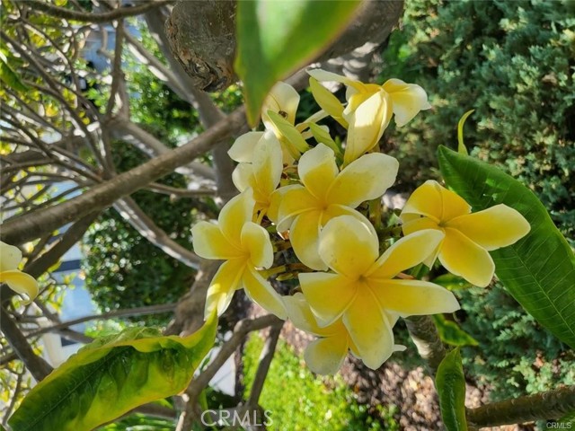 MLS #PW25224447 image #29