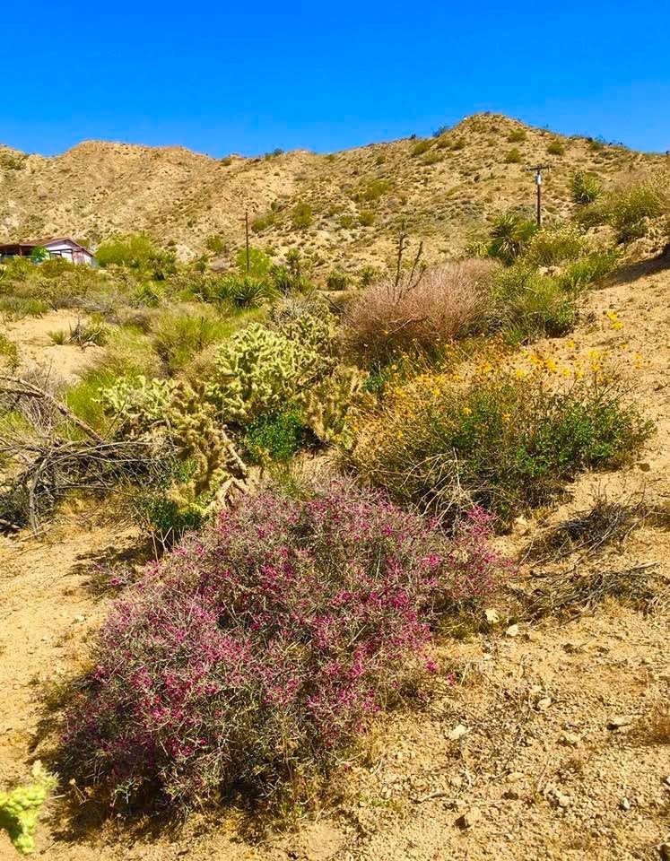 MLS #PW25229069 image #4