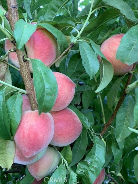 MLS #PW25240777 image #46