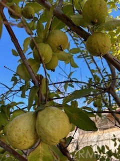 MLS #PW25240777 image #48