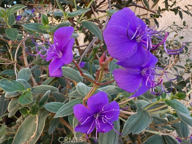 MLS #PW25243233 image #25