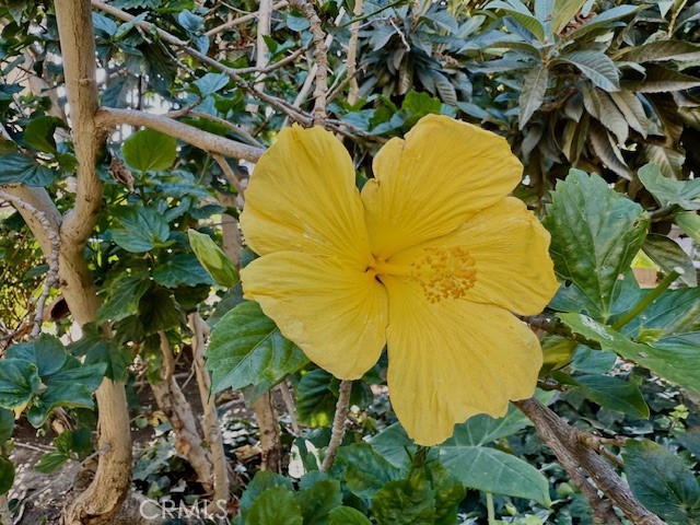 MLS #PW25243233 image #28