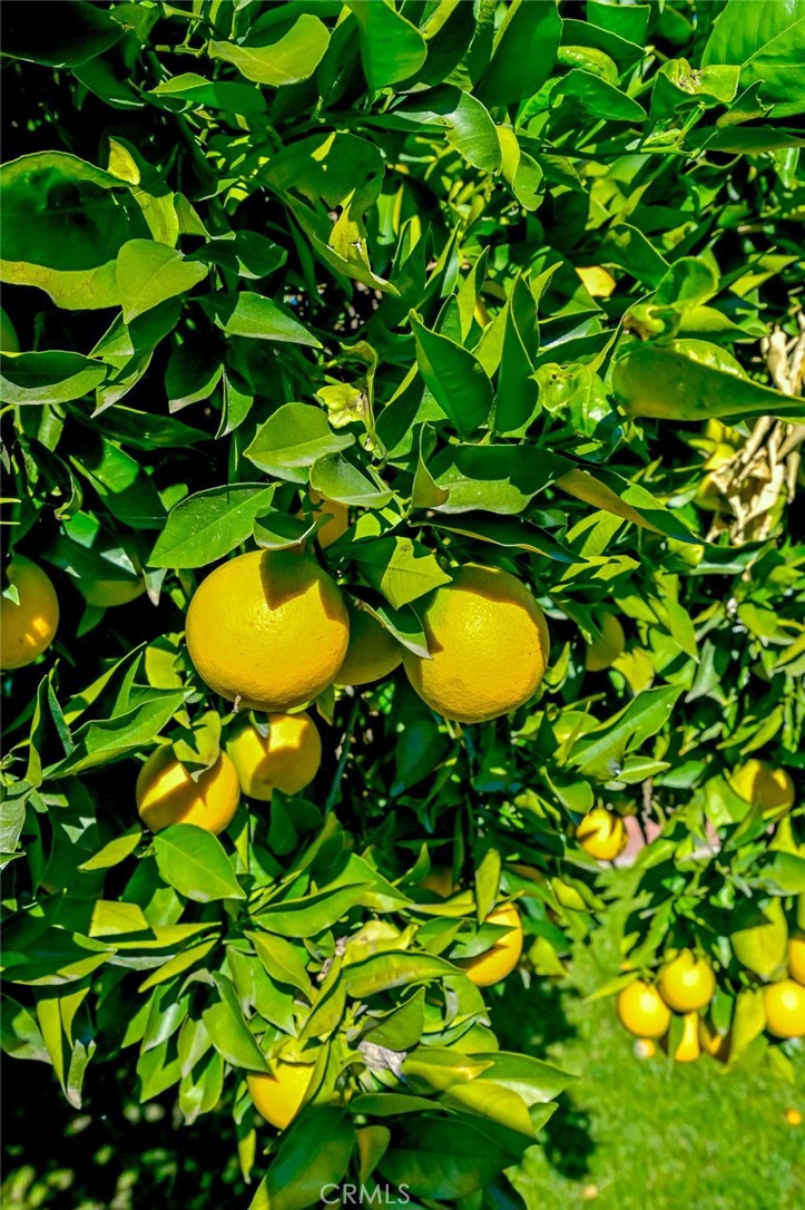 MLS #PW25275529 image #39