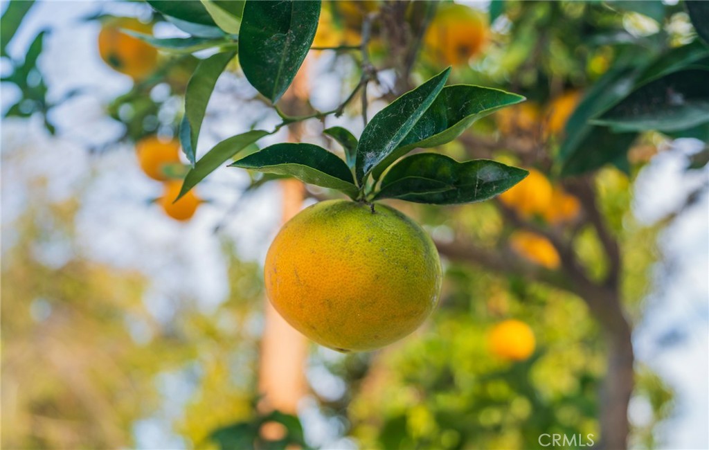 MLS #RS25270360 image #30