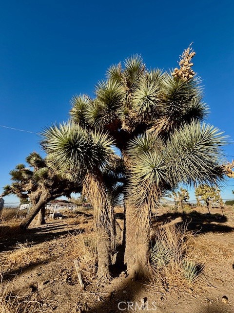 MLS #RS25271733 image #5