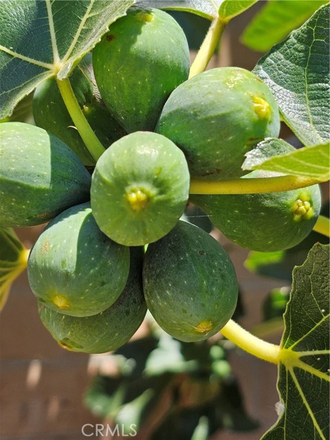 MLS #SB25153090 image #52