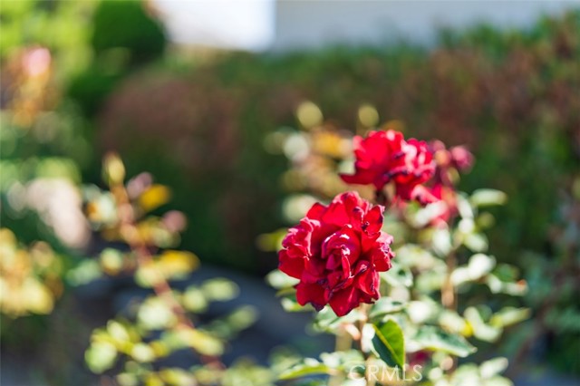 MLS #SB25220735 image #45