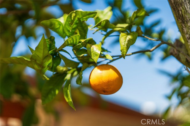 MLS #SB25220735 image #47