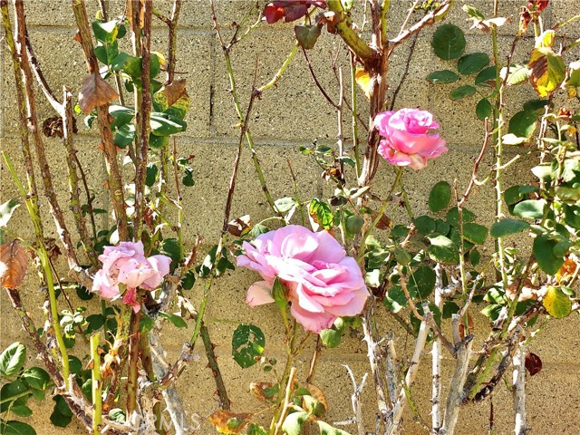 MLS #SB25226213 image #21