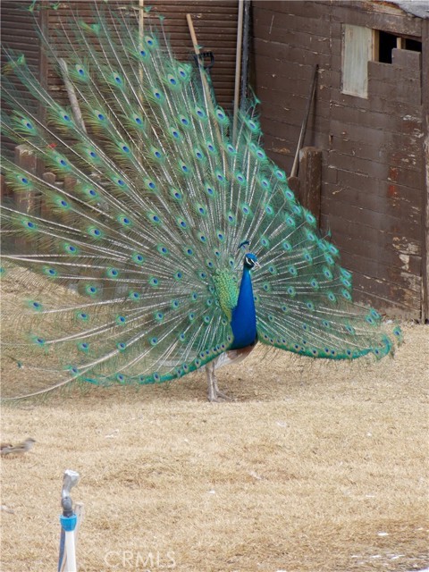 MLS #SB25233614 image #37