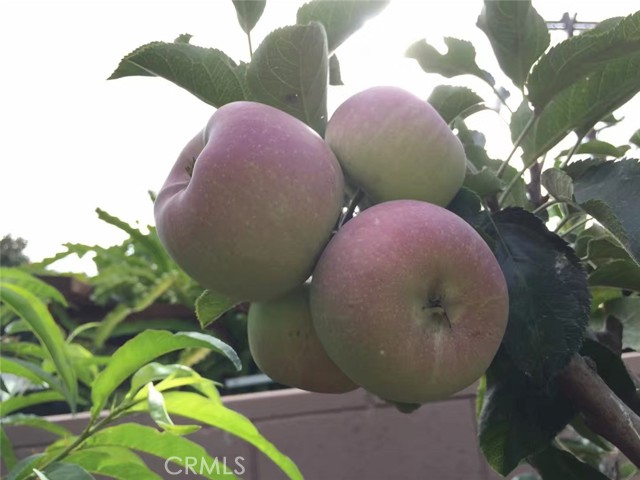 MLS #SB25252025 image #12