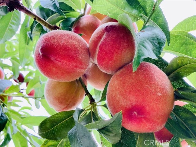 MLS #SB25252025 image #13