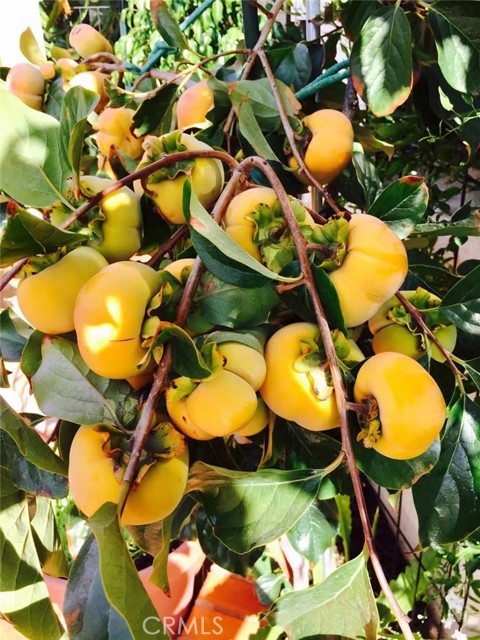 MLS #SB25252025 image #15