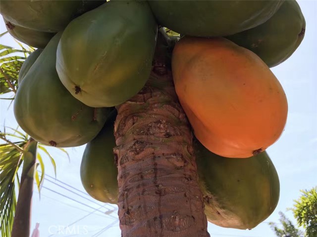 MLS #SB25252025 image #16