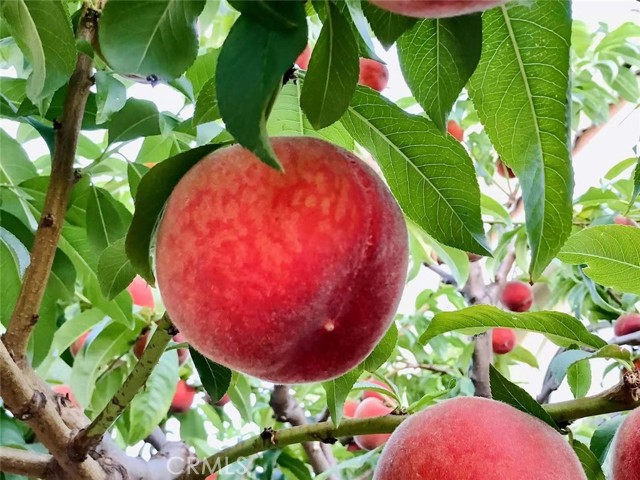 MLS #SB25252025 image #18