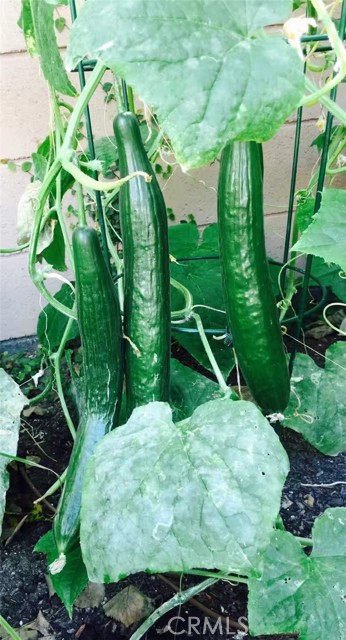 MLS #SB25252025 image #27