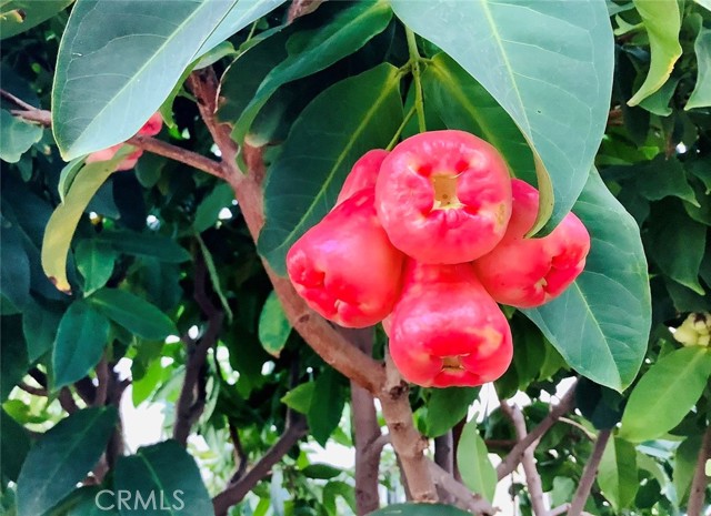 MLS #SB25252025 image #29