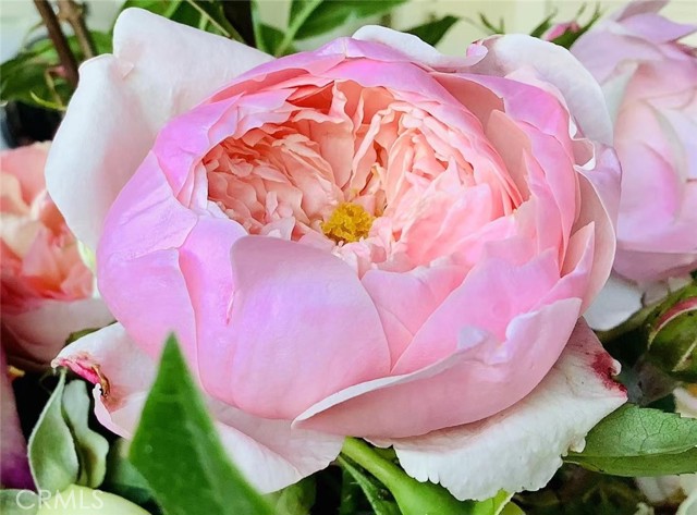 MLS #SB25252025 image #32