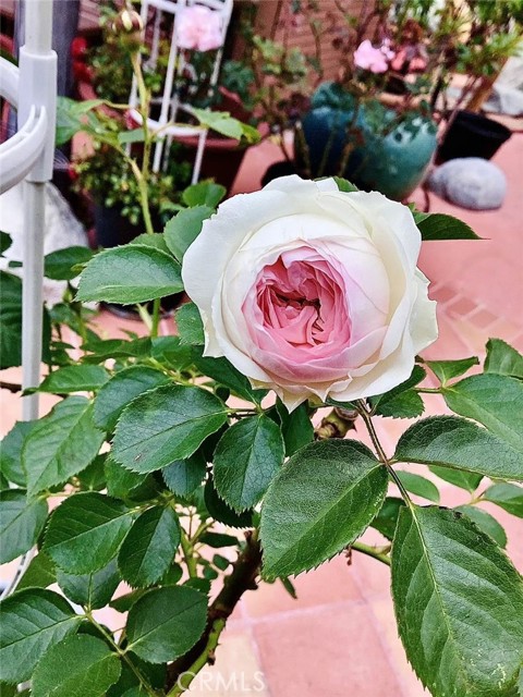 MLS #SB25252025 image #33