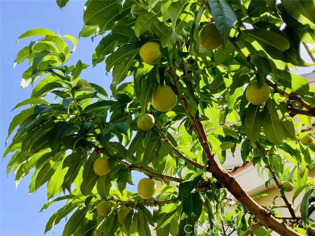 MLS #SB25252025 image #37