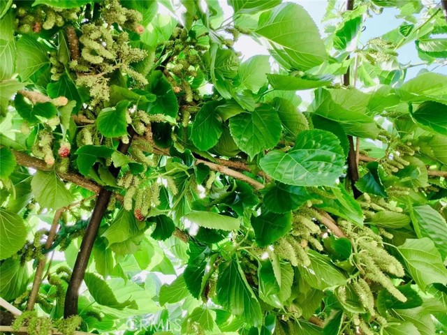 MLS #SB25252025 image #38