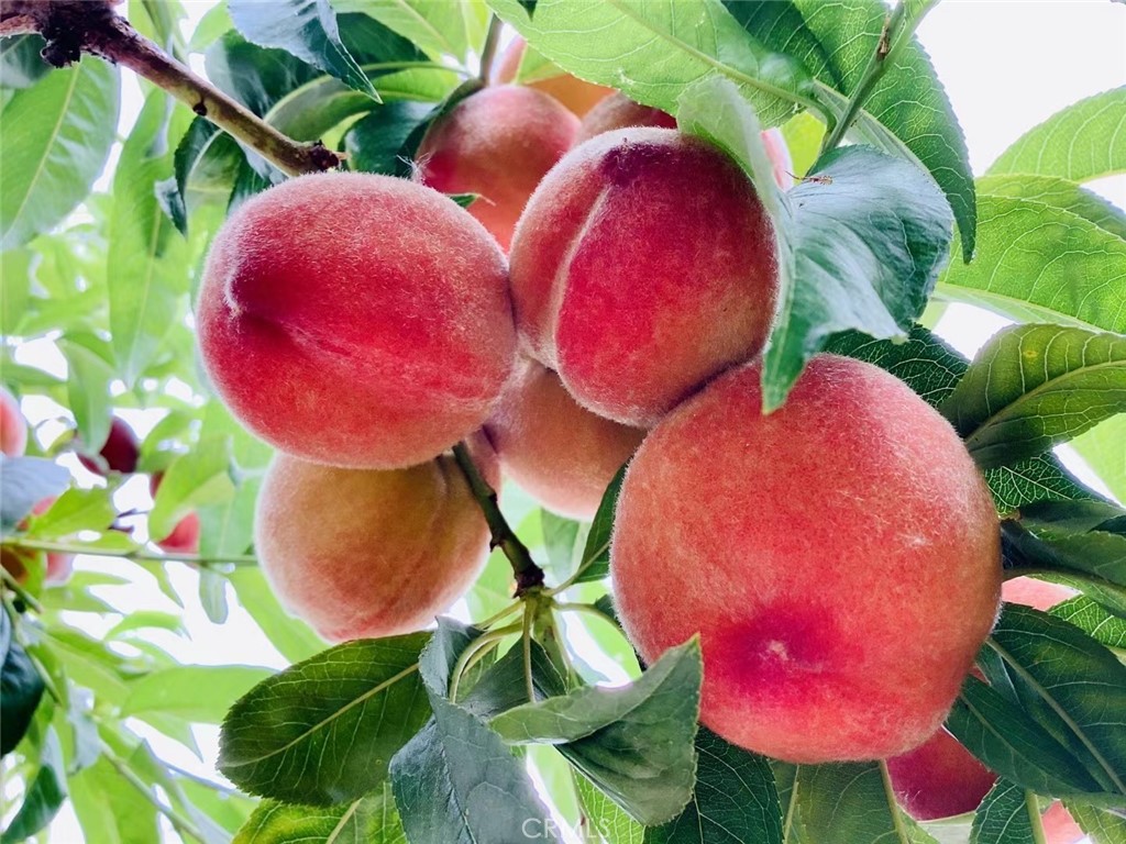 MLS #SB25252025 image #44