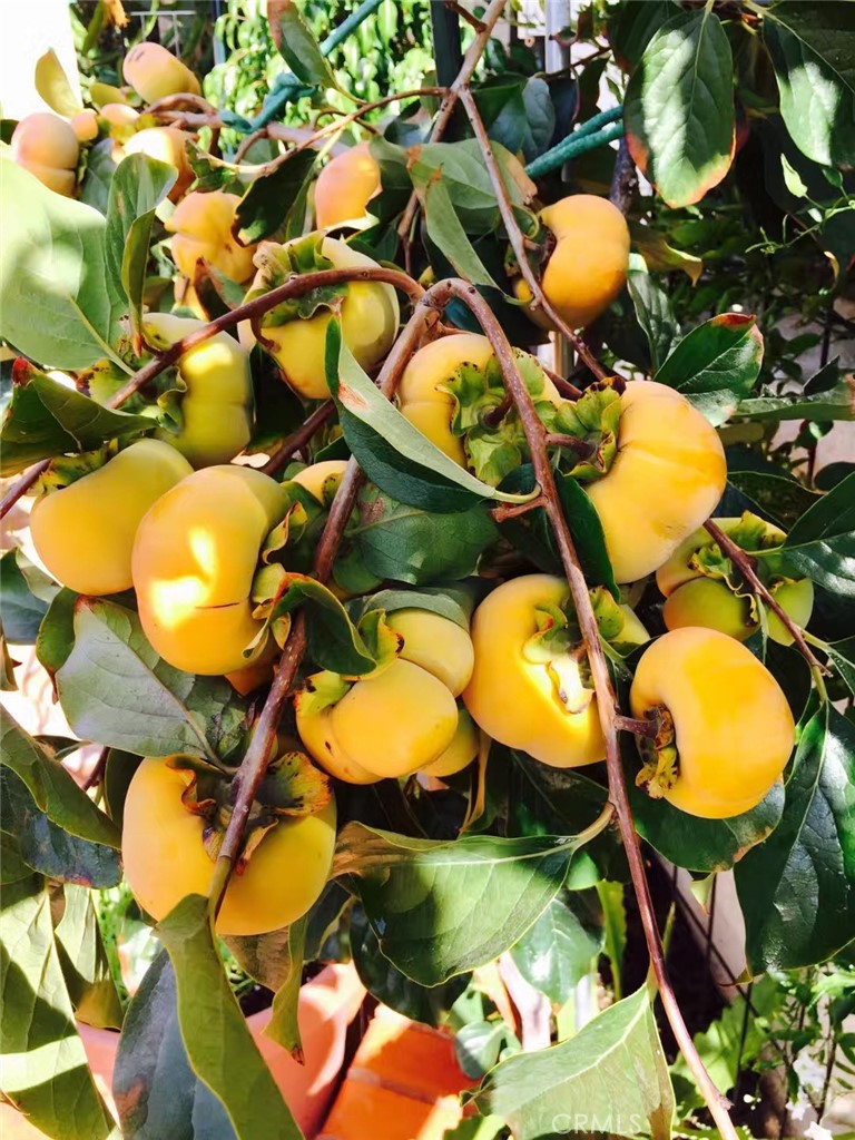 MLS #SB25252025 image #46