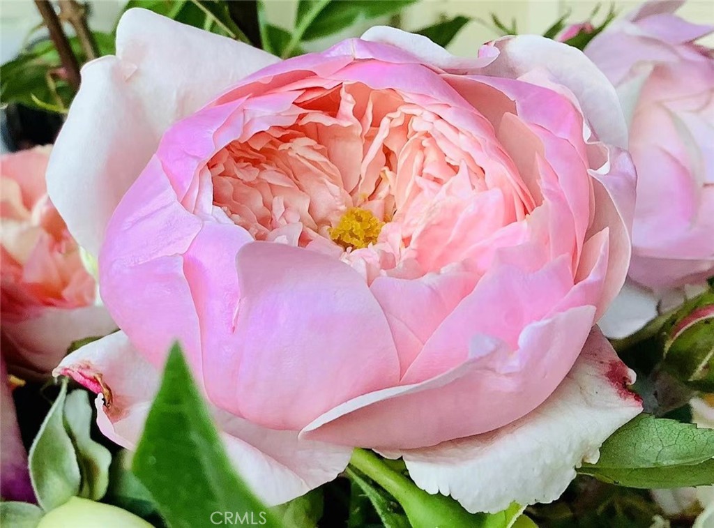 MLS #SB25252025 image #59